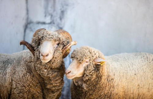 Casas de São José - Foto 19