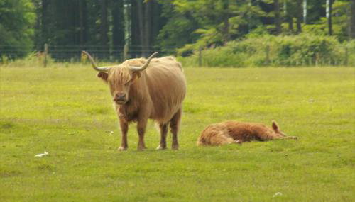 2-bed Cottage, Sleeps 5, Pets Ok, Close to Coast - Foto 4