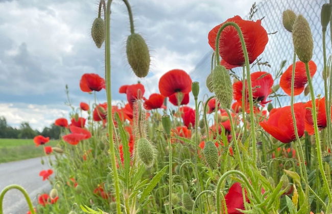 "Askan" - 200m from the sea - Foto 8