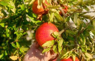Little Bird Lesvos - Photo 23
