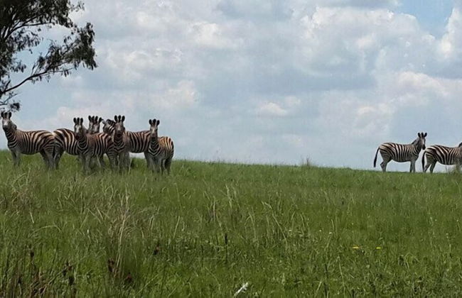 Francolin Creek - Foto 26