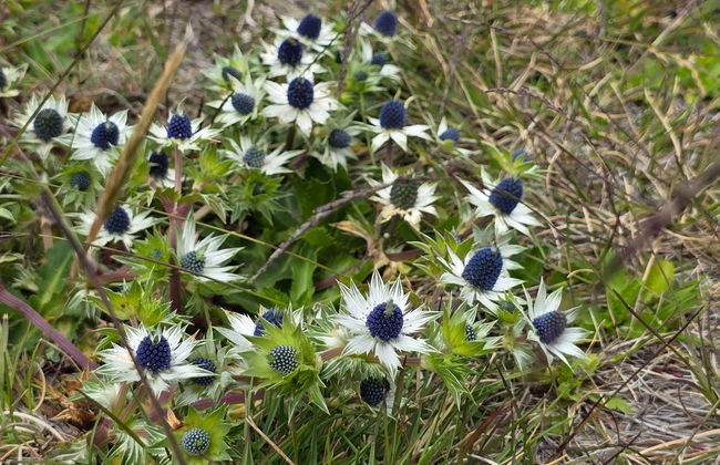 Excursão ao Vulcão Irazú, Valle de Orosi e Jardins Lankester - Foto 11