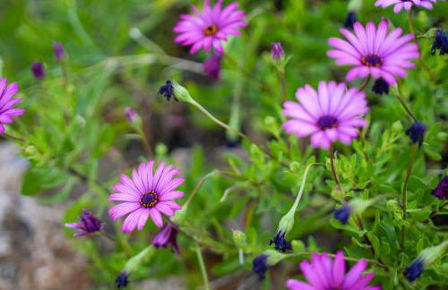 Casa Sonny - Foto 39