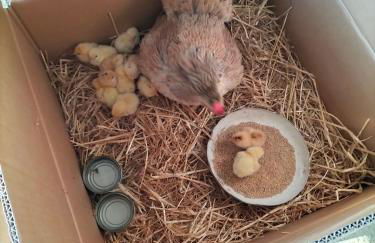 L'oca Nera - Foto 45