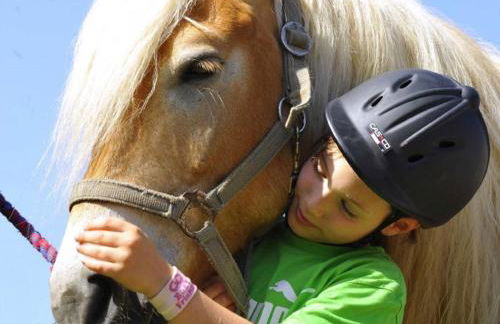 Haflinger Reiterhof Meura - Foto 15