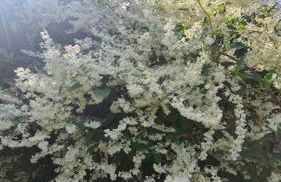 House on Costal Village free parking - Foto 45