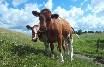 Ferienhof Martens - Foto 7