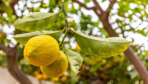 Cas Llimoner - Foto 2