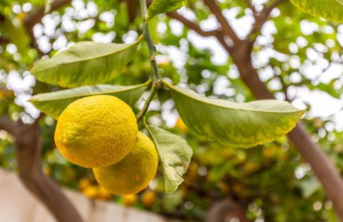 Cas Llimoner - Photo 2