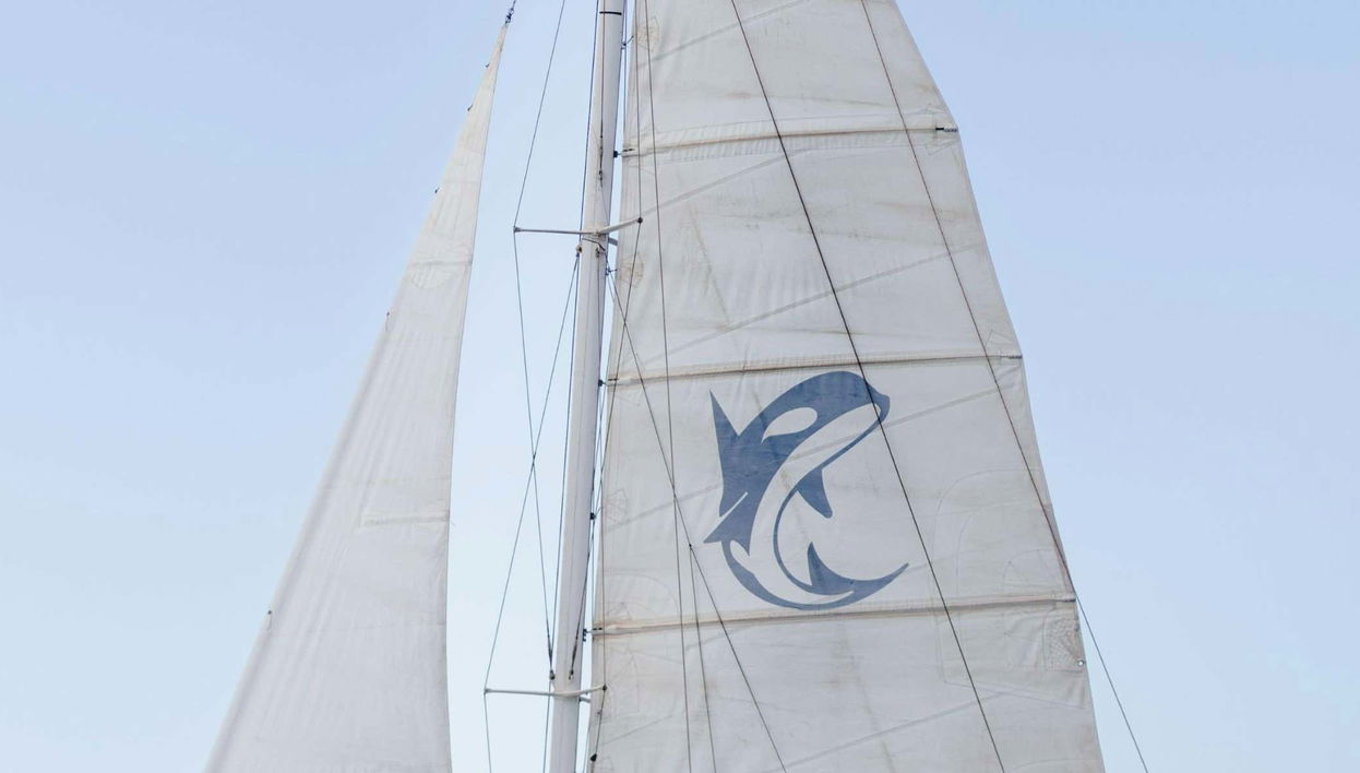 Sunset Dolphin Watching in Puerto Calero