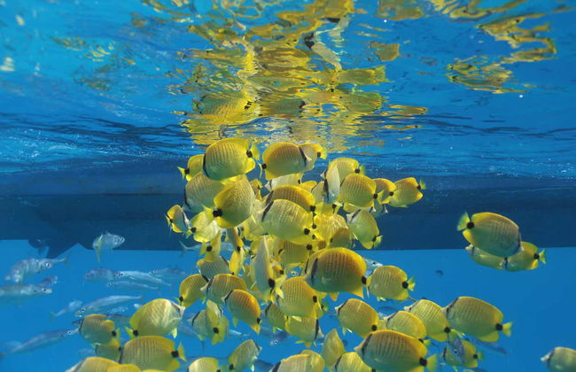 Oahu Dolphin or Turtle Watching & Snorkeling - Foto 8