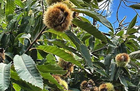 Ciury's Etna Holidays - Foto 15