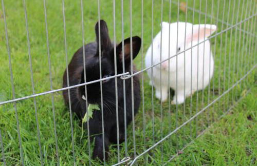 Ferienhaus am Mühlteich - Foto 22