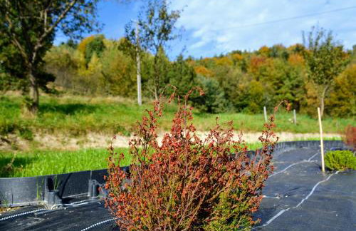 Leśna Muzyka Apartment Limanowa - Photo 25