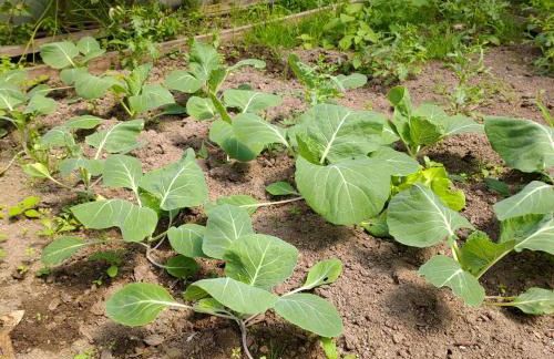 CRALS - Casa da Guilheta - Foto 66