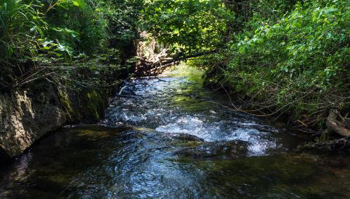 Forest Escape - Foto 2