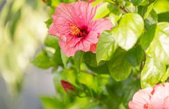 NUIKI Lodges - Gites - Foto 106