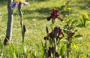 LA CAPANNA Casale in pietra con piscina - Foto 59