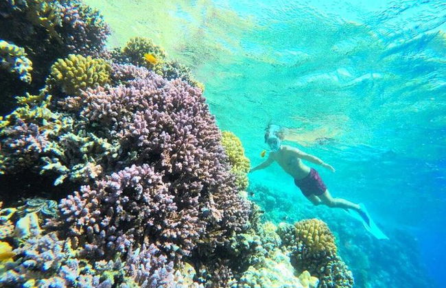 Snorkeling compartilhado de dia inteiro nas Ilhas Hamata saindo de Marsa Alam - Foto 10