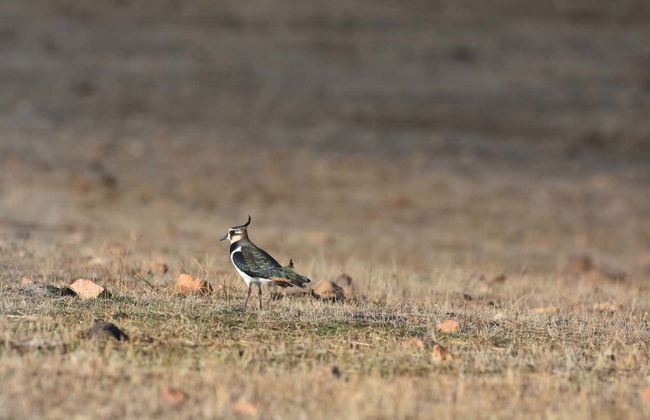 Observation d'oiseaux en Estrémadure - Photo 5