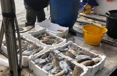 Casa "Le Rondinelle" - Foto 45