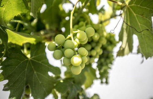 Quinta Do Pomar Pomar Farm - Foto 36