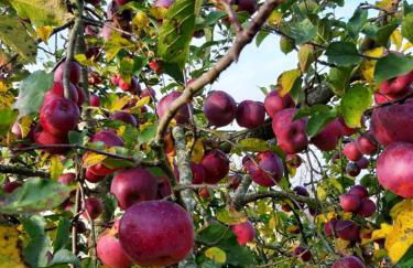 Schönauerhof- Urlaub im Grünen aber doch in der Stadt - Foto 8