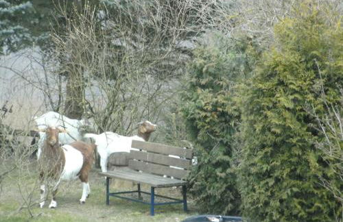 Morbach Hillside Mansion - Foto 37