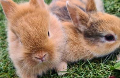 Agroturystyka Nad Stawem - Foto 23