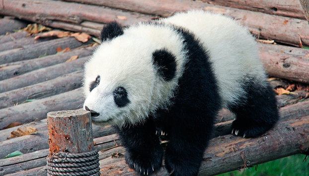 Full Day Highlight Chengdu Panda Trip and Customized City Sightseeing - Private - Photo 2