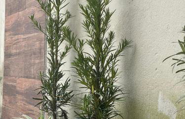 RecantoCibra, Comforto e praia - Foto 9