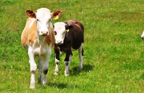 The Barn at Cae Bach - Foto 35