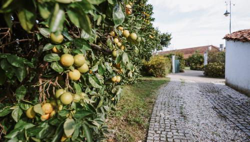 Casa Rural Oliveira do Bairro - Foto 5, Garden view