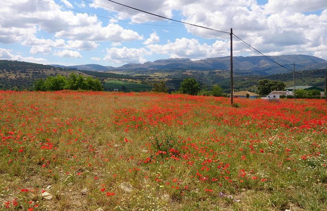 La Escuela del Campo - Photo 30