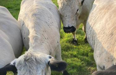 Simpers Drift, Great Glemham - Foto 45