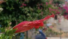 Seaside Apartment 2 - Photo 2, Garden, Garden view