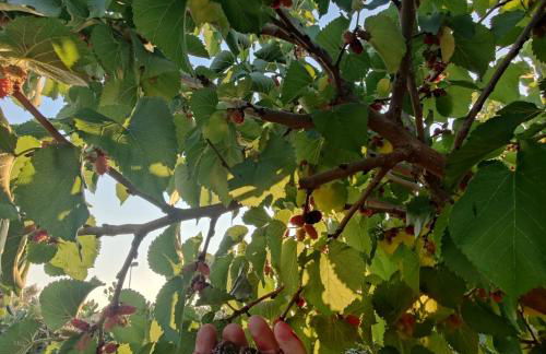 Villa Castiglione - Foto 20