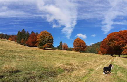 Daheim im Geissetal - Foto 29