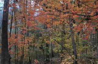 Enchanting Yurt Rental for a Romantic Getaway in North Carolina - Photo 23