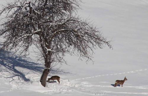 Chalet Blumental - Foto 20