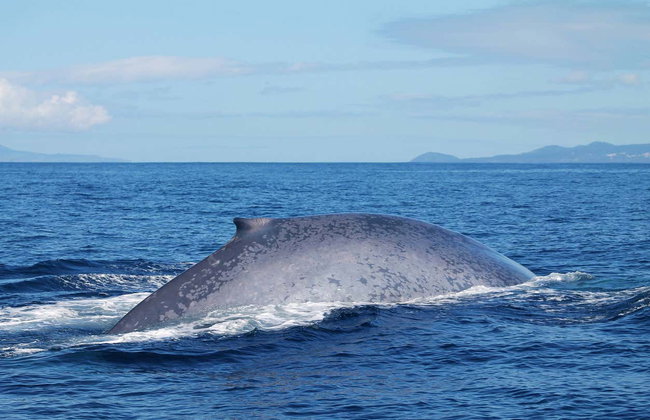 Avistamiento de cetáceos en la isla de Faial - Foto 6