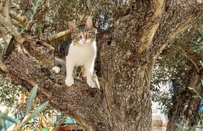 Rigoletto Cilento with private garden and pool - Foto 64