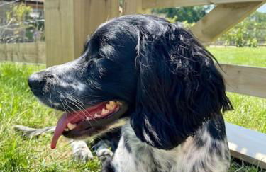 The Cow Shed - Rural Barn Conversion with Hot Tub - Foto 35