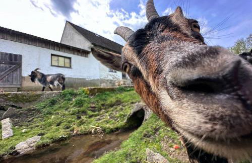 Tiny House, Neunburg vorm Wald - Foto 34