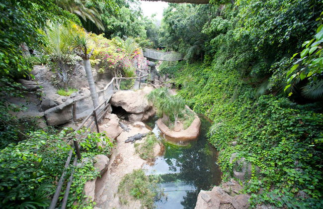 Jungle Park - Foto 8