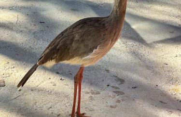 Chalé Vale dos Vagalumes, Gonçalves, Minas Gerais - Foto 15