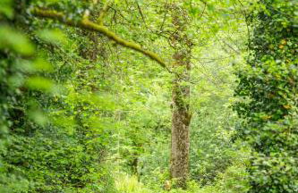 Puddleduck Valley - Dog Friendly - Foto 68