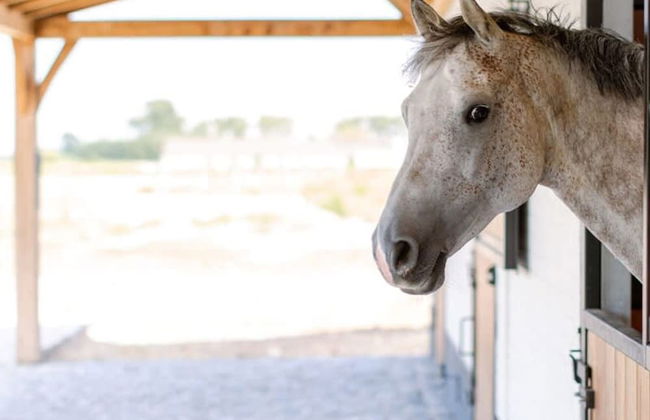 Tosca - Lovely Double Room at Ranch De Blauwe Zaal - Foto 4