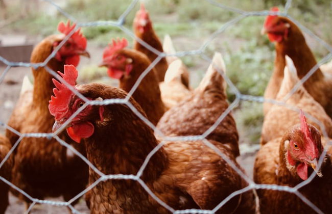 The Signal Box - Foto 20