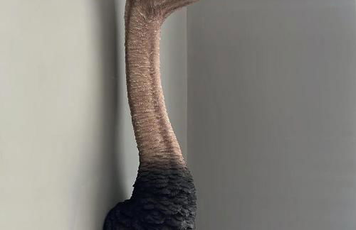 Glenesk No 1 , Woodhall Spa - Foto 28